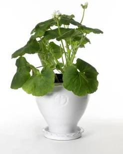 Kruka Sturehof - Adelcrantz, 21 cm vit
