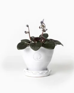 Kruka Sturehof - Adelcrantz, 11 cm vit