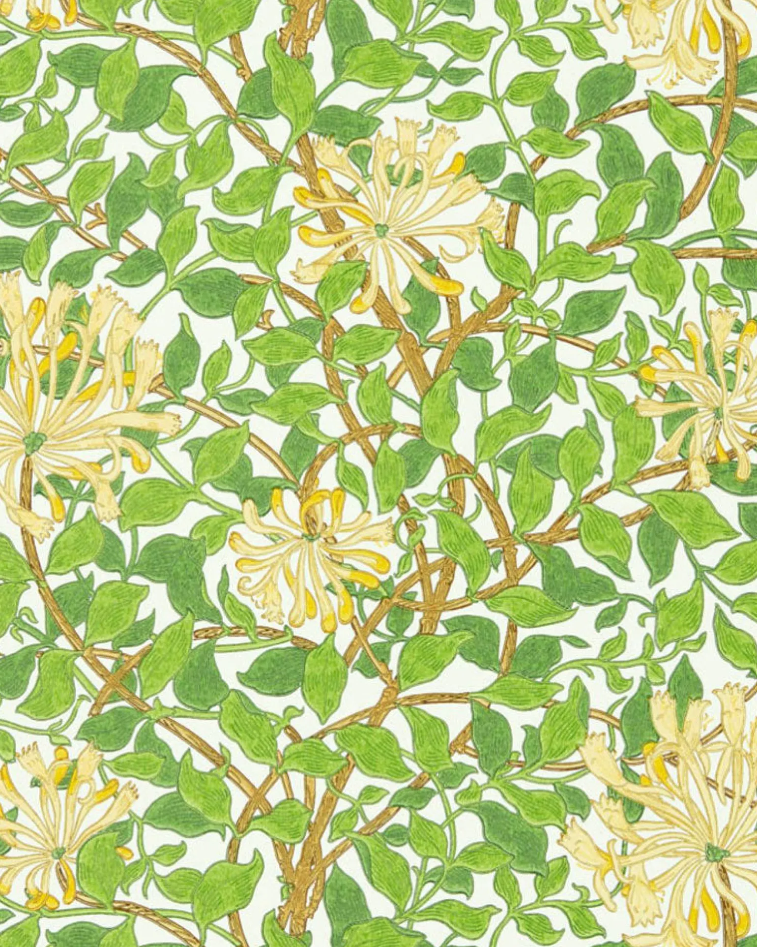 William Morris & Co. Tapet - Honeysuckle cream/chocolate